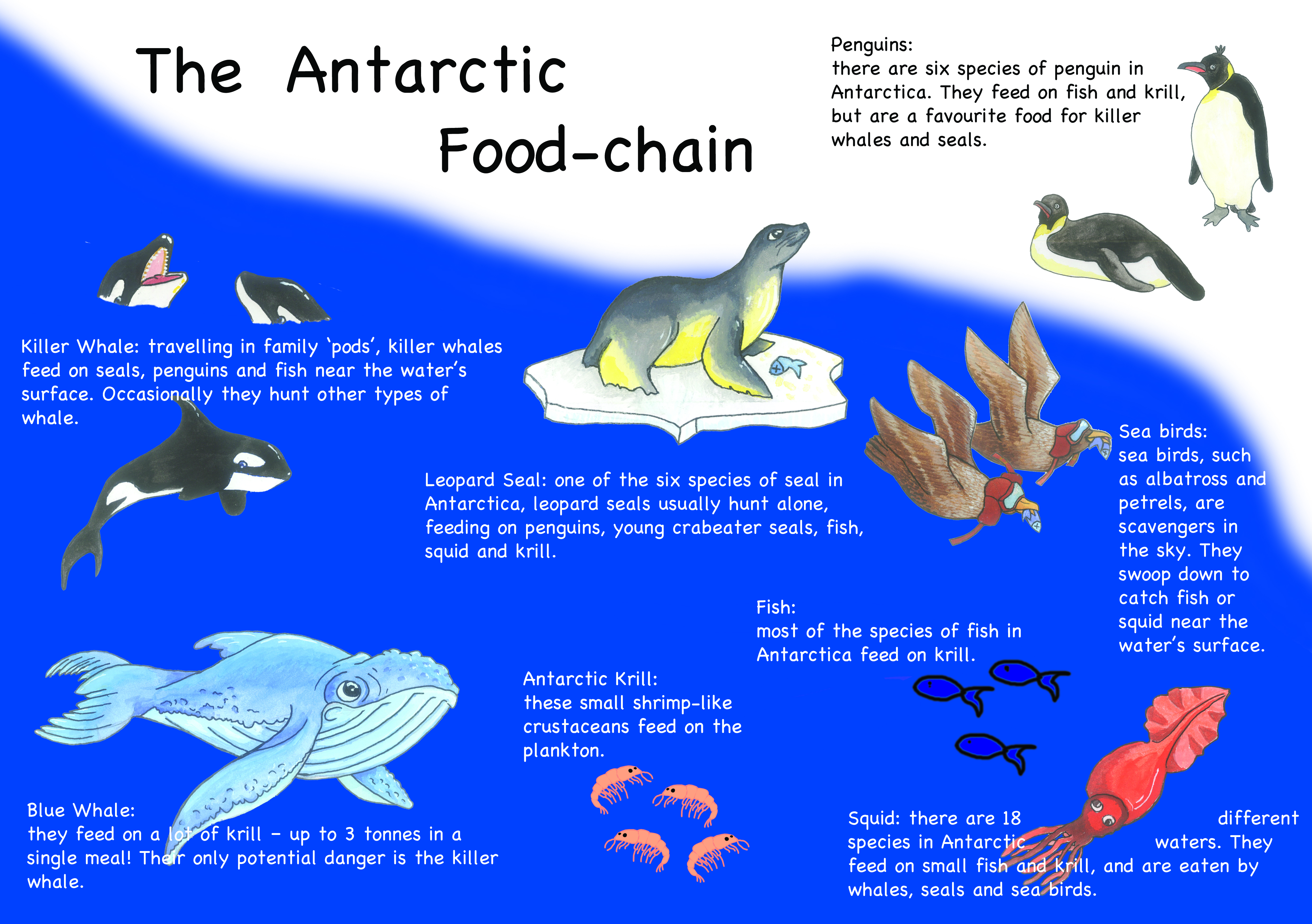 Antarctic Food Chain | I, for an Eye
